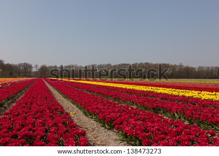 A field with deep red and yellow tulips in vertical lines to the horizon against clear blue sky