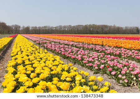 A field with yellow, pink orange and red tulips in vertical lines to the horizon against clear blue sky