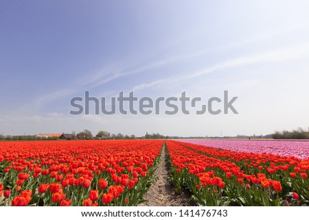 a field red flowering Tulips in vertical lines to the horizon against a blue cloudy sky