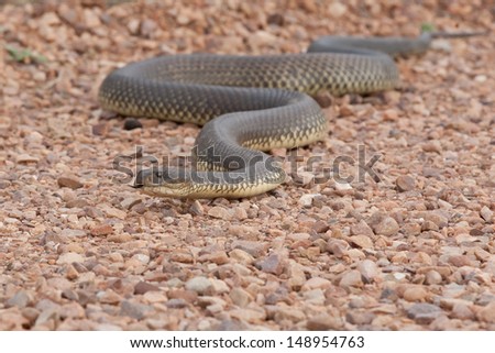 Close up of the highly toxic Australian King Brown Snake on a rocky red-brown surface in Dutchmans Stern Conservation Park, South Australia near Quorn