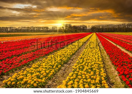 Similar – Image, Stock Photo bee perspective tulips