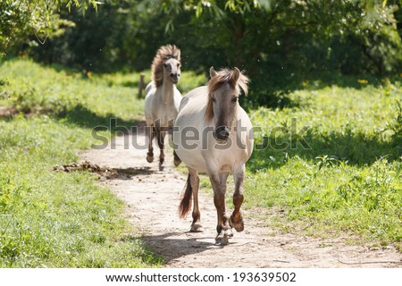 Two wild Konik horses galloping on a trail to the open field with flowing mane  in the nature reserve de Blauwe Kamer along the river Rhine in the Netherlands