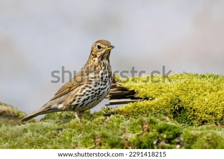 Similar – Image, Stock Photo Song Thrush Environment