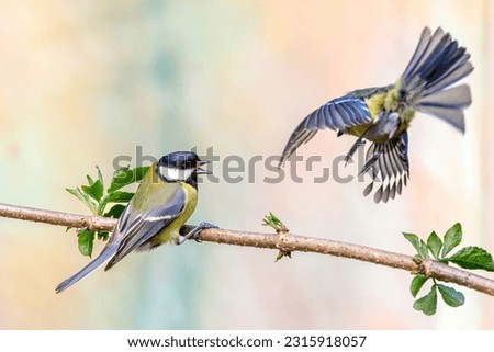 Similar – Image, Stock Photo Nice tit with blue head looking up