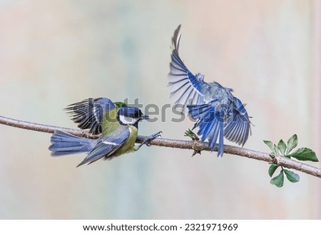 Similar – Image, Stock Photo Nice tit with blue head looking up