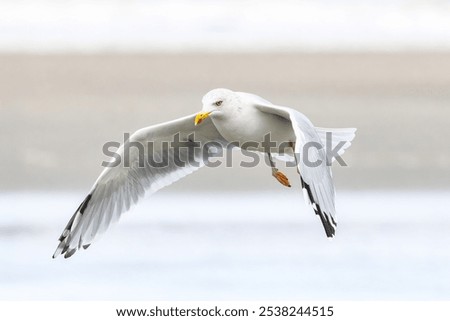 Similar – Foto Bild Fliegende Silbermöwe Möwe