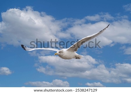 Similar – Foto Bild Fliegende Silbermöwe Möwe