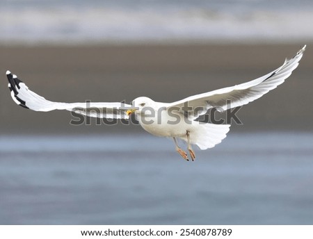 Similar – Foto Bild Fliegende Silbermöwe Möwe