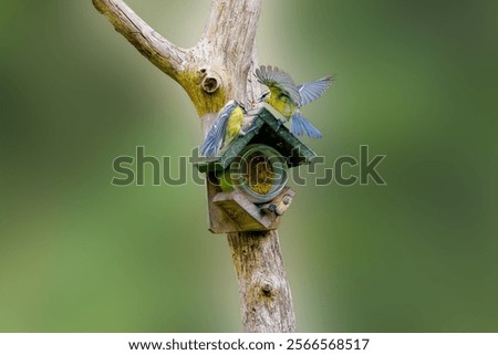 Similar – Image, Stock Photo Dead bird in open hand