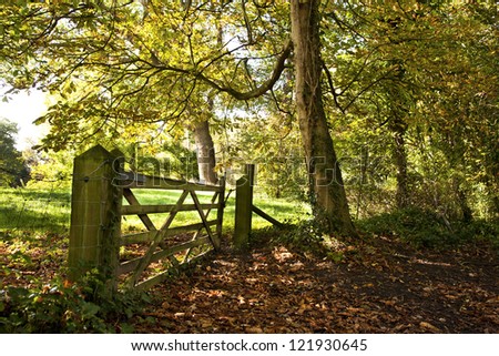 Autumnal woodland scene with a wooden five barred gate and a carpet of fallen leaves on the ground
