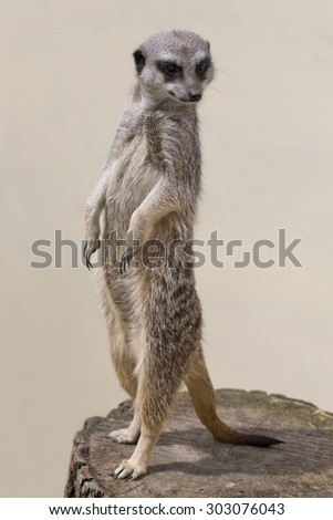 A cute meercat standing up against a plain background