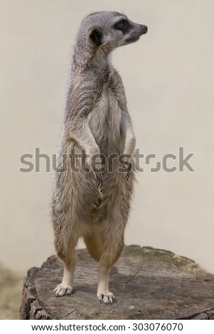 A cute meercat standing up against a plain background facing right