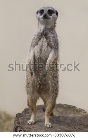 A meercat standing up against a plain background facing forward
