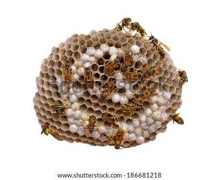 Wasp nest isolated on white, with wasps working and feeding the larvae. Also visible some eggs in the cells. With clipping path.
