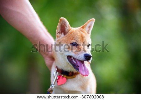 Shiba Inu puppy in the park. A hand is petting the top of his head.