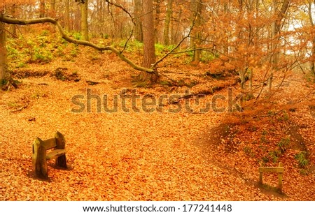Fall Forest track