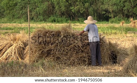 View of Chinese Yangshuo landscape and farmer piling up rice straw which is the vegetative part of the plant cut at grain harvest man performing manual labour 4k high resolution quality footage 商業照片 © 