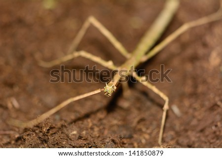 Stick insect - Phasmatodea