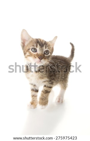 Grey and white striped tabby with a black nose isolated on a white background. Kitten pictured is 6 weeks old.
