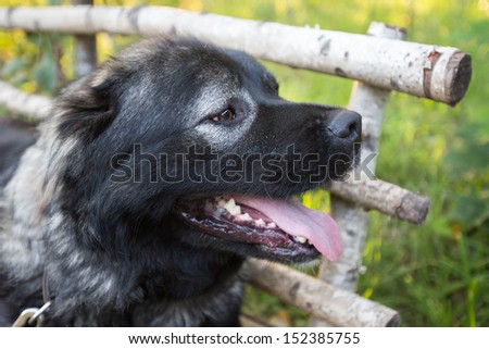 Adult Caucasian Shepherd dog lying