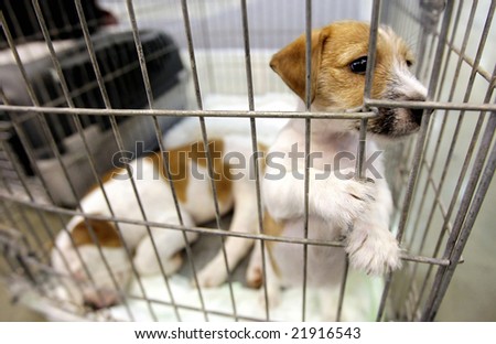 puppy looks through his cage awaiting adoption