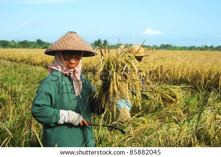 BALI,INDONESIA- APRIL 19:  Local women work on the rice field  on April 19,2011 in Bali, Indonesia. Rice is more than just the staple food; it is an integral part of the Balinese culture.