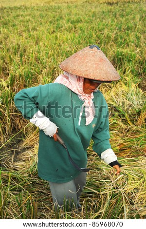 BALI,INDONESIA- APRIL 19:  Local women works on the rice field on April 19,2011 in Bali, Indonesia. Rice, to the Balinese, is more than just   food; it is an integral part of the Balinese culture.