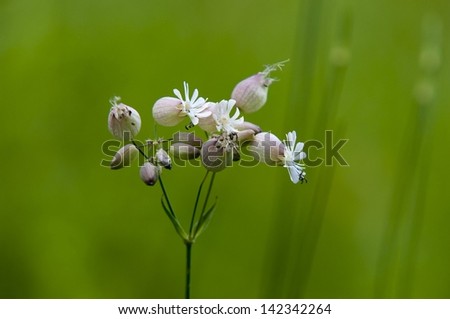 sharp picture of flower on green backround