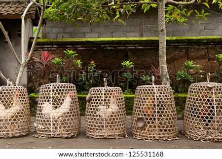 Cocks ready for fighting on a typical Balinese street
