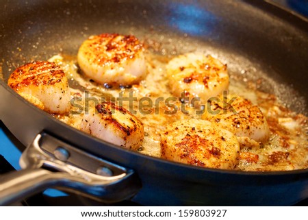 Sizzling pan seared wild sea scallops in butter and olive oil with parsley in a frying pan on a gas stove top.