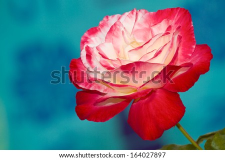 Single red and white Double Delight Rose against a blue green background.