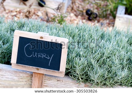 Wooden chalkboard sign identifying the garden herb Curry in a small planter box.