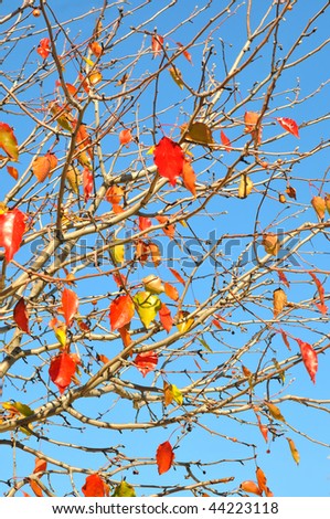 The Reds last year is not the fallen leaves on the branches against the blue sky