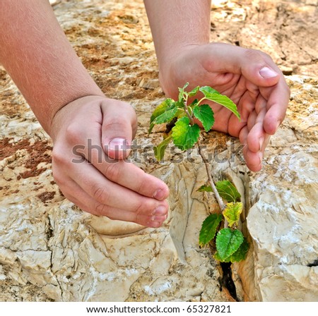 The man carefully reached out his hands to a tree which grew from a crack in the stone
