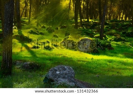 First rays of light in the dark forest