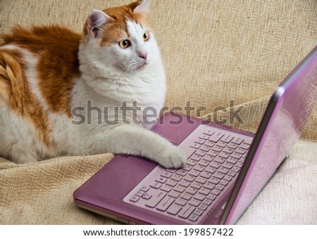 cat put his paw on a computer keyboard and stares at the monitor