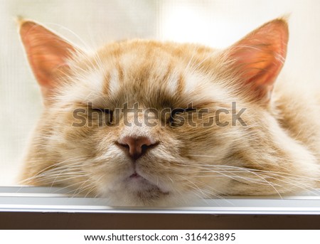 The cat lay down on the window sill, closed his eyes in sweet bliss, and proceeded to his main work sleep.
