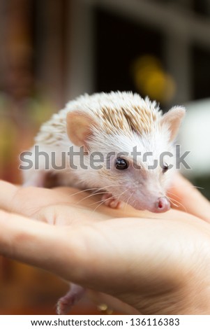hedgehog is on a hand