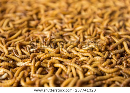 Mealworm for Bird Feed is High Protein