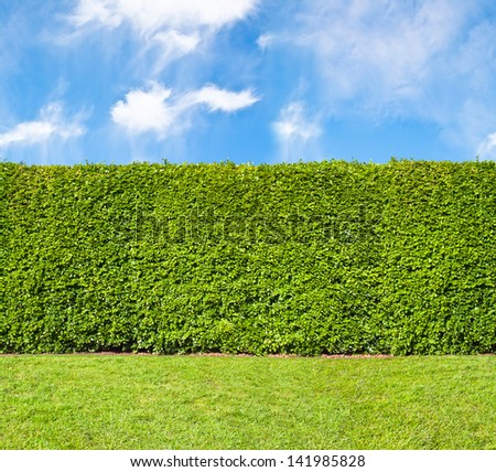 Similar – Image, Stock Photo Green hedge with blue sky and trees on the background, closeup of a hedge home garden in the summer nature