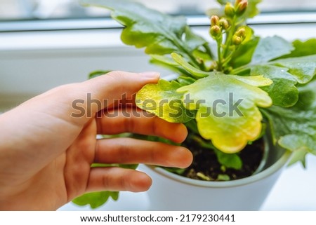 Image, Stock Photo Succulent leaf with roots and shoots.