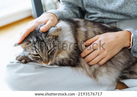 Similar – Image, Stock Photo tabby maine coon cat meowing looking at camera outdoors