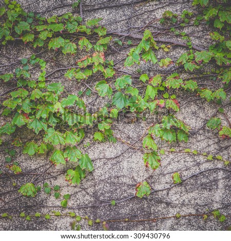 Green ivy climber tree on old concrete wall