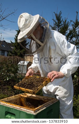 Beekeeper checking a beehive to ensure health of the bee colony or collecting honey