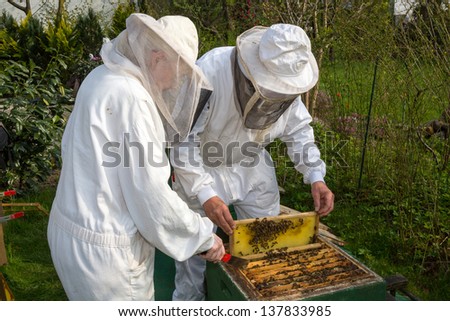 Two beekeepers maintaining beehive to ensure health of the bee colony or honey harvest
