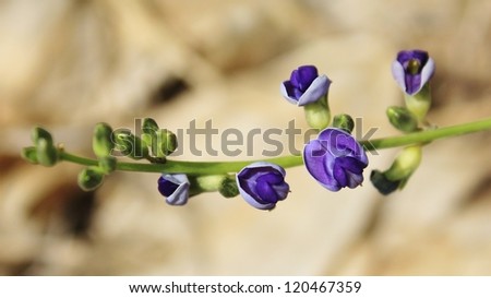 Flowers - Wild African - Purple Bells