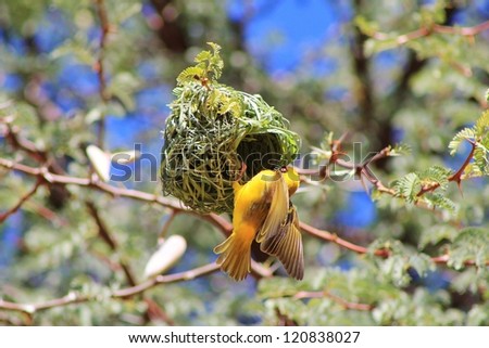 Wild Birds from Africa - Southern Masked Weaver male busy constructing his nest for a hopeful female partner during breeding season