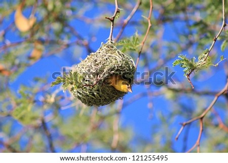 Wild Birds from Africa - Southern Yellow Masked Weaver during the breeding season in Namibia.  The female approves the nest.  If she does not like it, it is completely destroyed by the male.