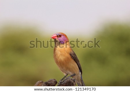 Wild Birds from Africa - The Female Violet-eared Waxbill