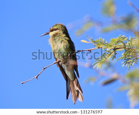 Bee-eater, Swallow tailed - African Birds - Solo portrait of green feathers and blue skies.